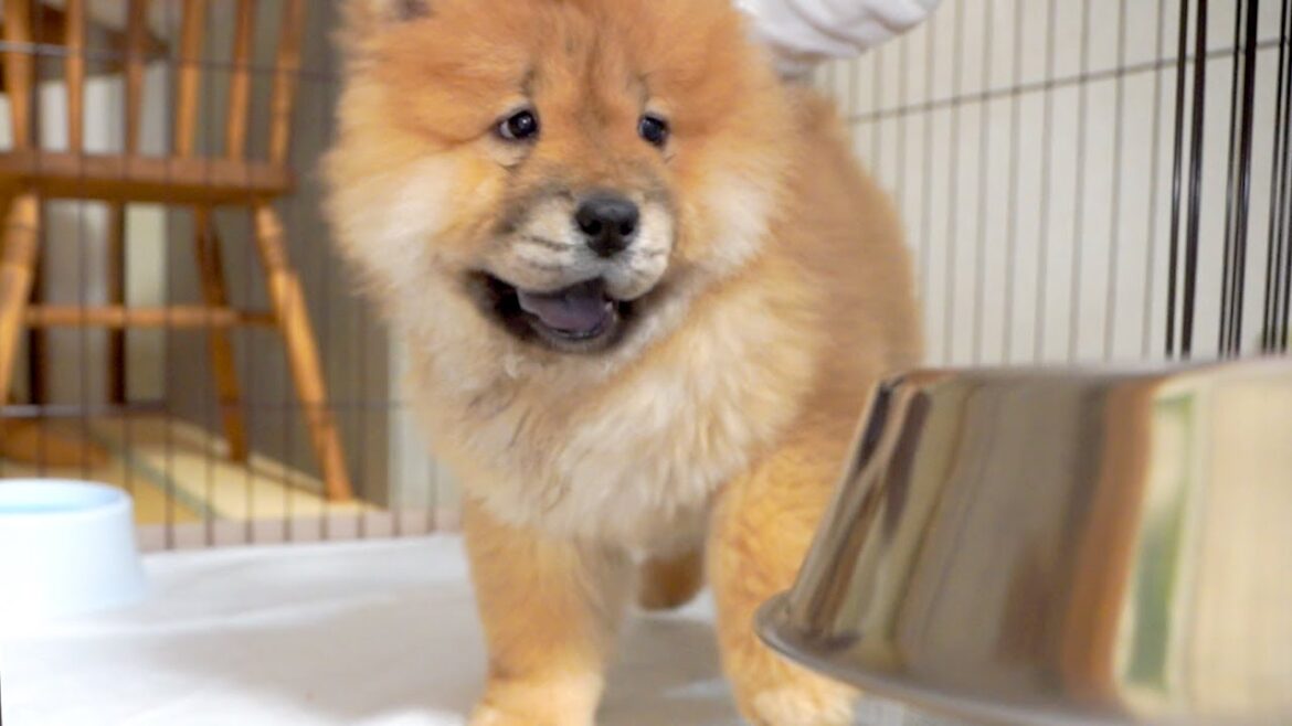 チャウチャウの子犬、初めておすわりの練習をしてみたらかわいすぎた