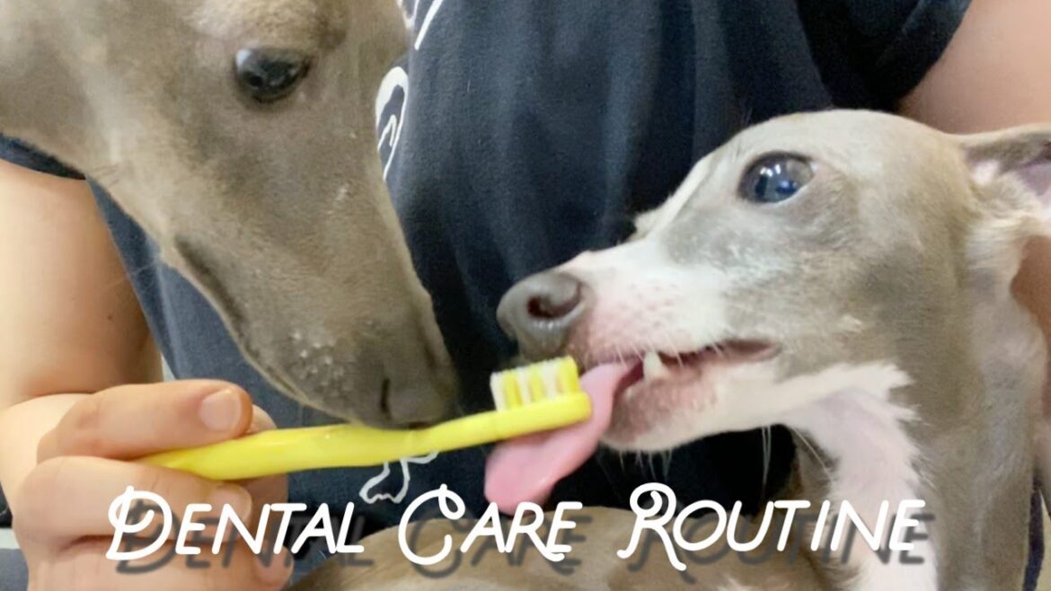愛犬の歯みがき、大事です。【イタリアングレーハウンド】