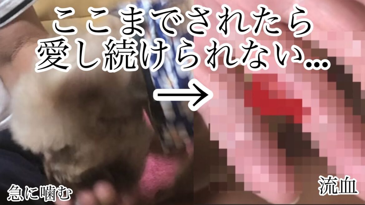 虐待を受けてたトイプーを、育てる自信はありますか？もう限界かも…。【トイプードル】