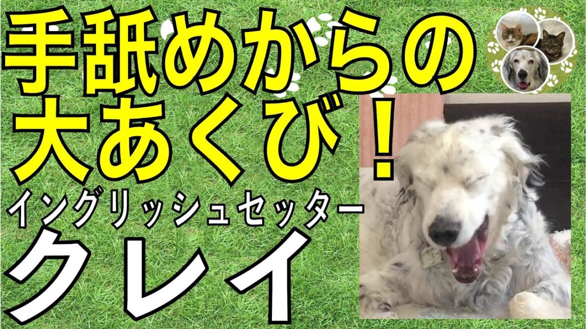 イングリッシュセッター / クー / 手舐めからの大あくび