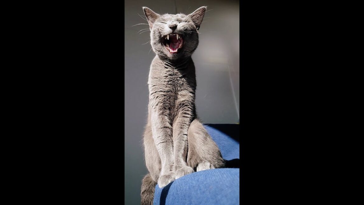 【猫動画】日光浴する激アツロシアンブルー【russianbule】#shorts　Super hot Russian blue sunbathing