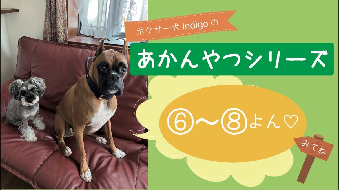 【ボクサー犬 Indigo】あかんやつシリーズ ⑥〜⑧