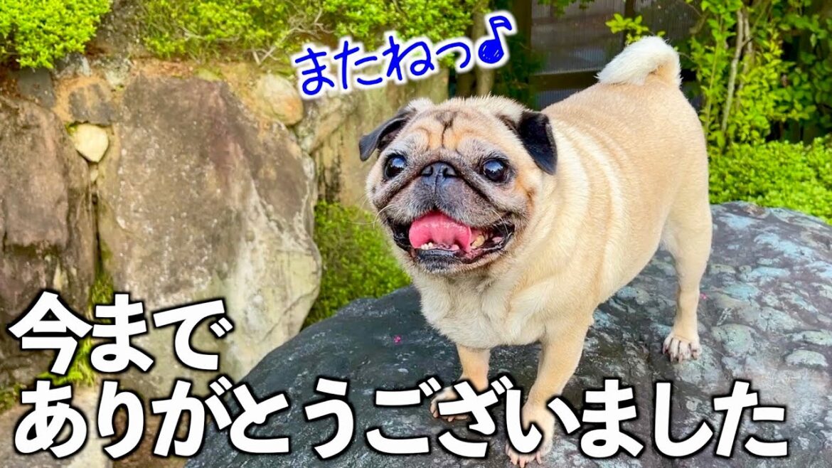 【ご報告】チャンネル休止します｜最後に冬の新居公開｜PUG VLOG｜保護犬パグとの幸せな日常🍀