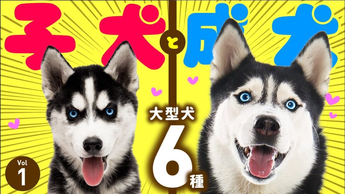 【子犬と成長後の比較❤️1】シベリアンハスキーなど大型犬6犬種