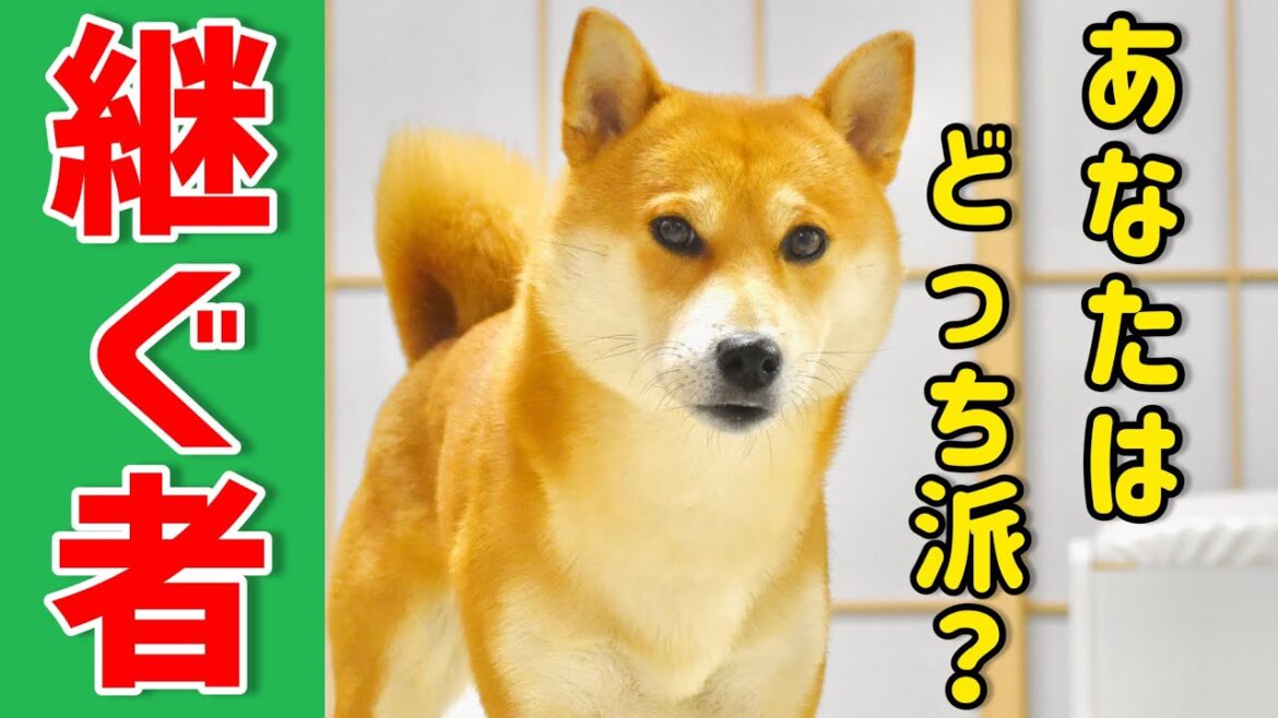 Dの一族に関する柴犬こむぎの見解【あるじのステップ】 Dの一族に関する柴犬こむぎの見解【あるじのステップ】