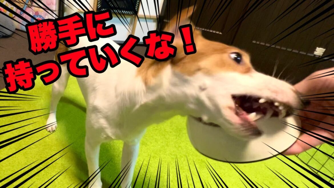 【噛みつく】お皿を取られるとキレる犬を大人しくする方法［しゃべる犬 ジャックラッセルテリア］