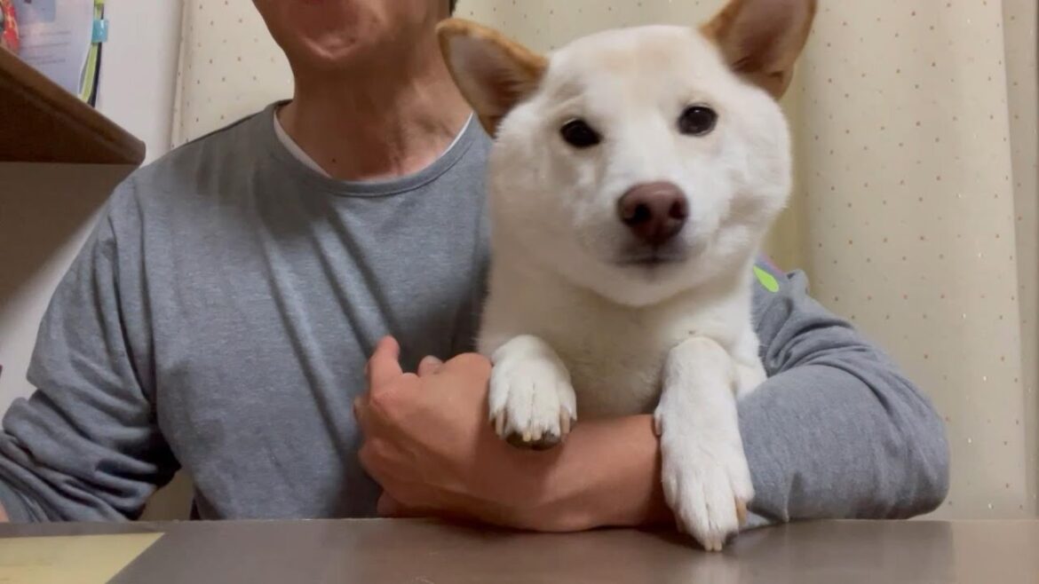 仕事から帰ってきて柴犬を抱っこして晩ご飯を食べるとこうなります【癒し】
