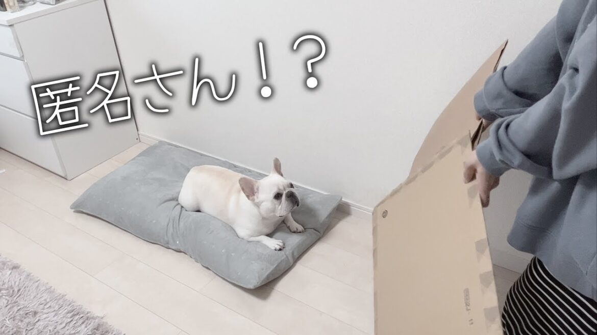 匿名さんから届いたAmazonの贈り物にびっくり仰天の愛犬と飼い主【フレンチブルドッグ frenchbulldog】