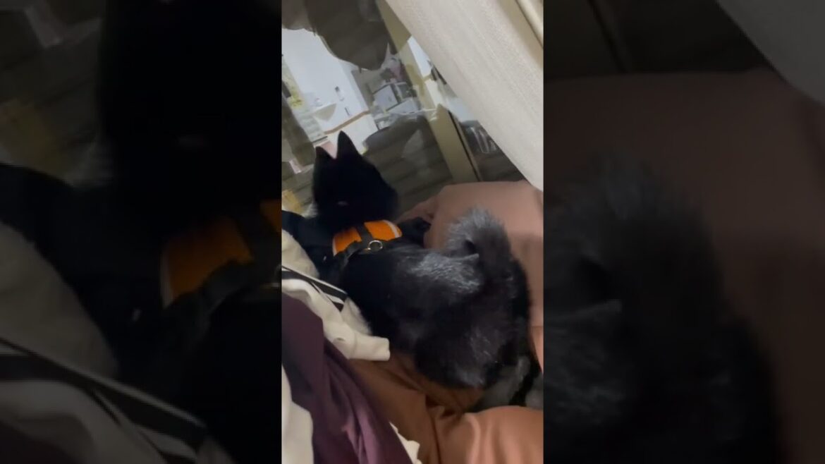 鏡に映る自分に惚れてるスキッパーキ