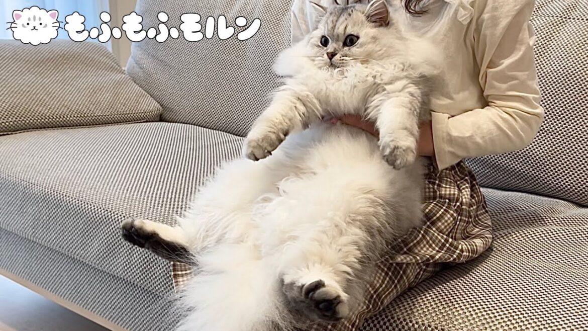 子猫が柔らかいものを嫌います【サイベリアン】