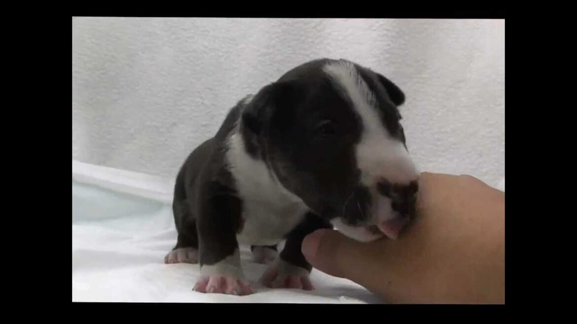 ミニチュアブルテリアの子犬01