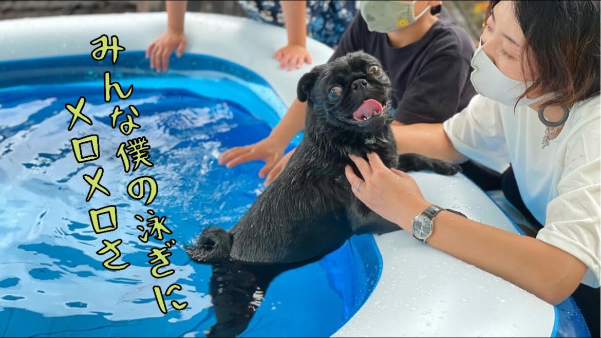 【初めての犬かき】初めて泳いだ黒パグが可愛いすぎた♡ 【初めての犬かき】初めて泳いだ黒パグが可愛いすぎた♡