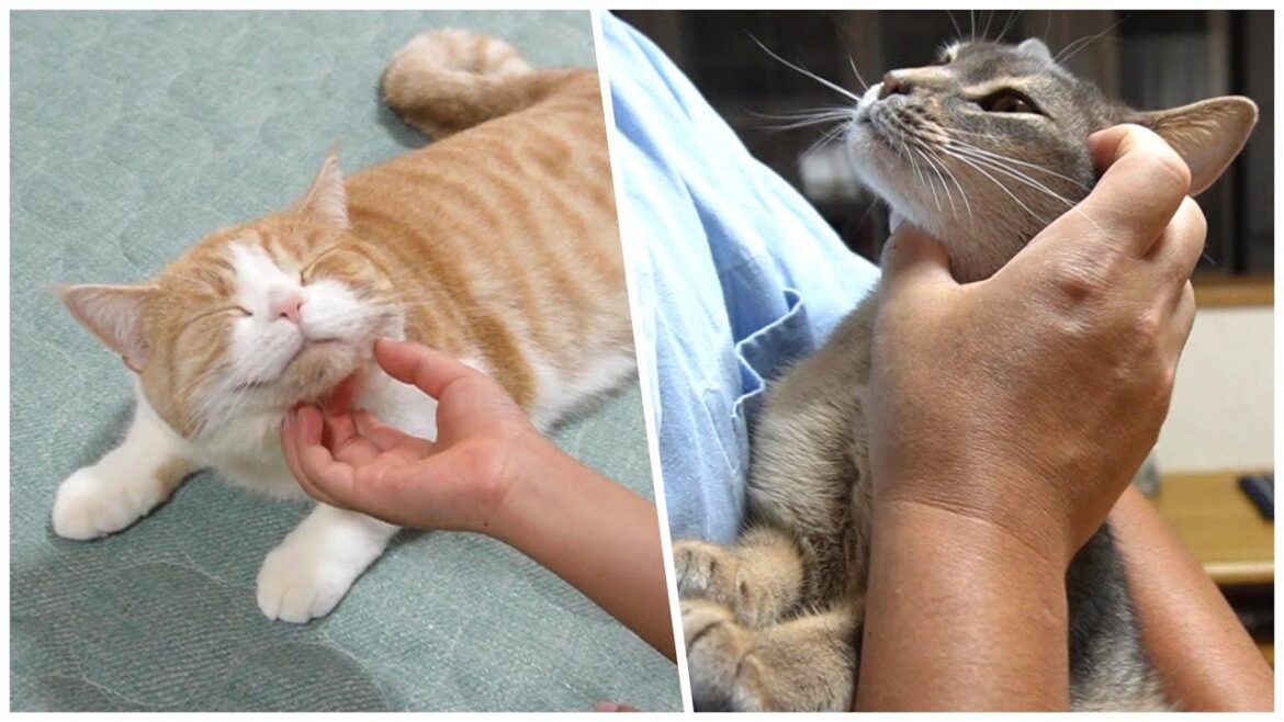 噛まないで...人によって態度を変える猫【スコティッシュフォールド】【アビシニアン】