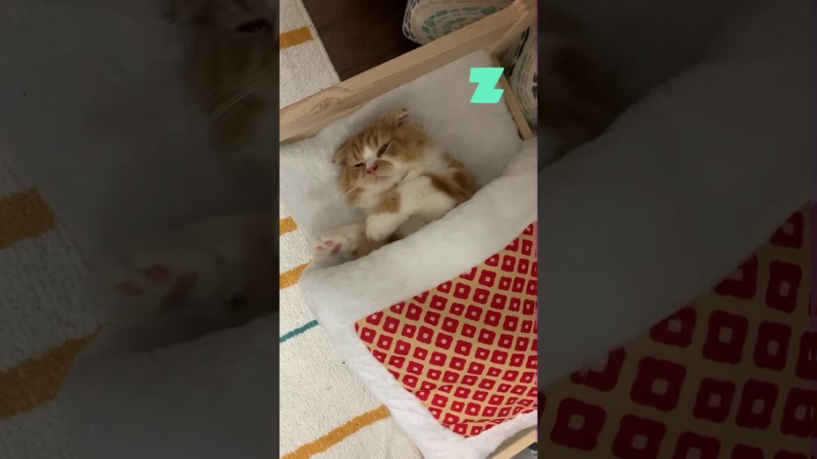 【スコティッシュフォールド】子猫のモーニングルーティン！笑　#shorts　[Scottish Fold] Kitten Morning Routine! Lol