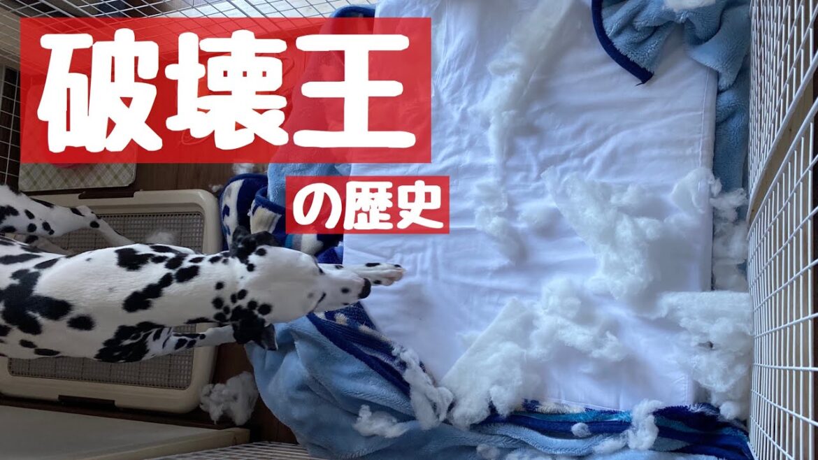 【破壊】今だから笑える破壊の紹介。#ダルメシアン#犬の破壊#犬のイタズラ