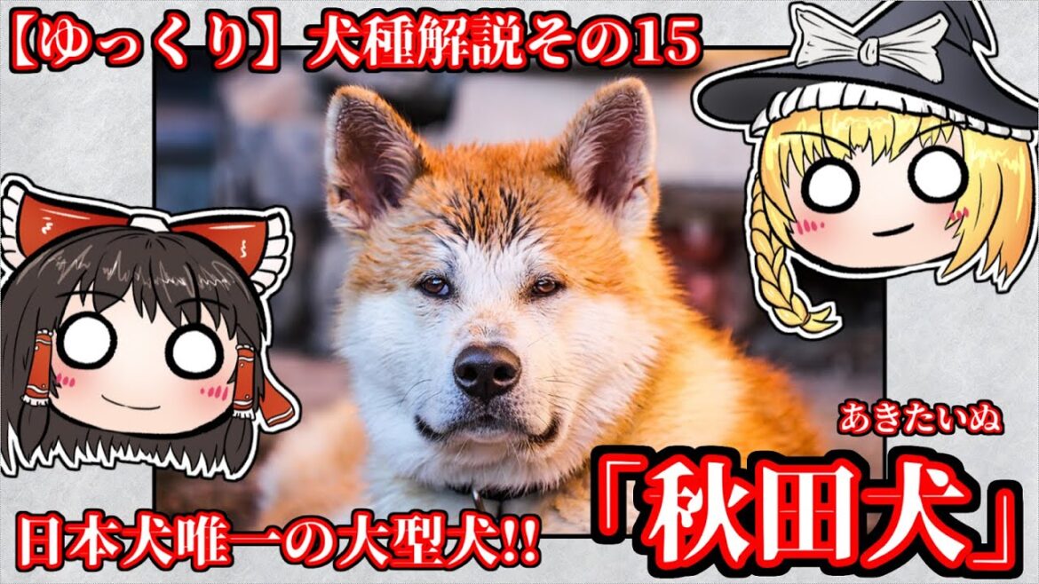 久々の日本犬！「秋田犬」前編【ゆっくり解説】その15