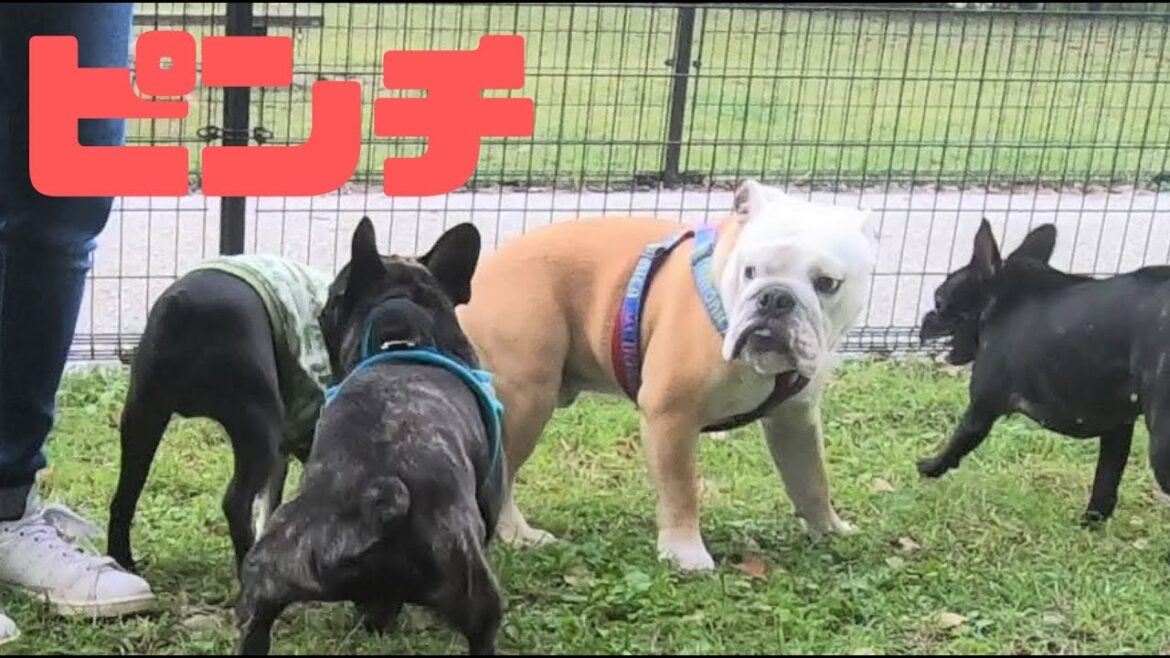 ワンちゃんたちに囲まれて大ピンチに陥るブルドッグ