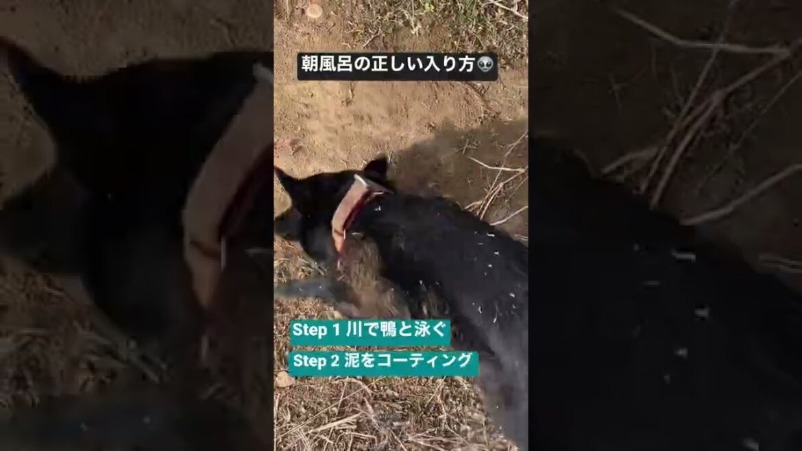 朝イチお風呂が決定した瞬間👽👽👽#short #schipperke #puppy