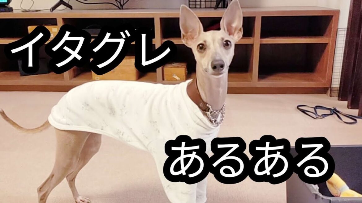 イタグレあるある２☆飼い主あるあるも！【イタグレ】