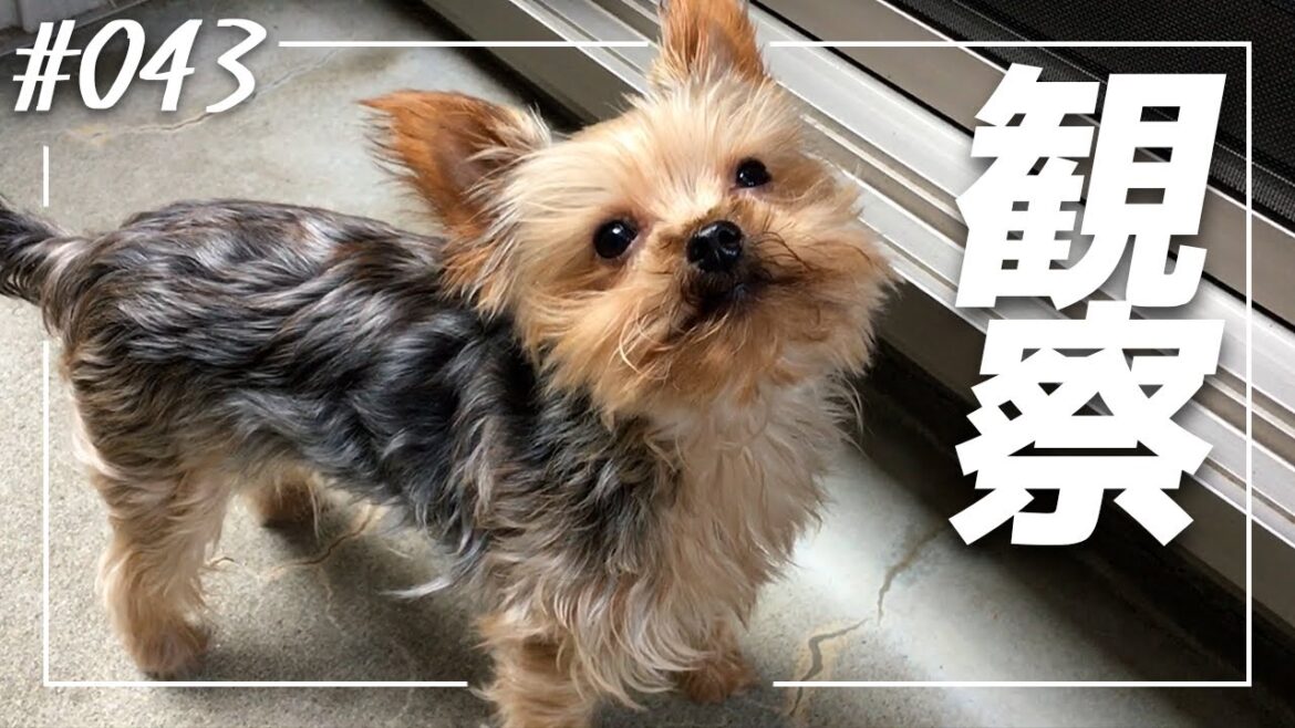 まだ遊びたそうなので裏庭に放してみた 【ヨークシャテリア 犬】
