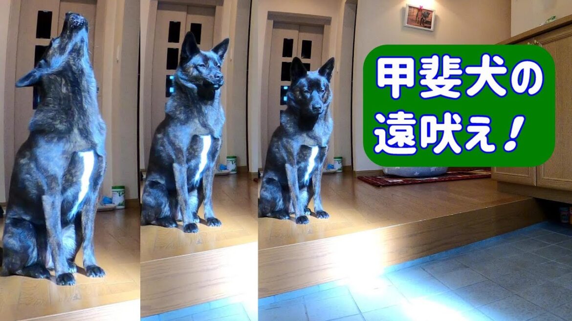 Beautiful howl by kaiken dog