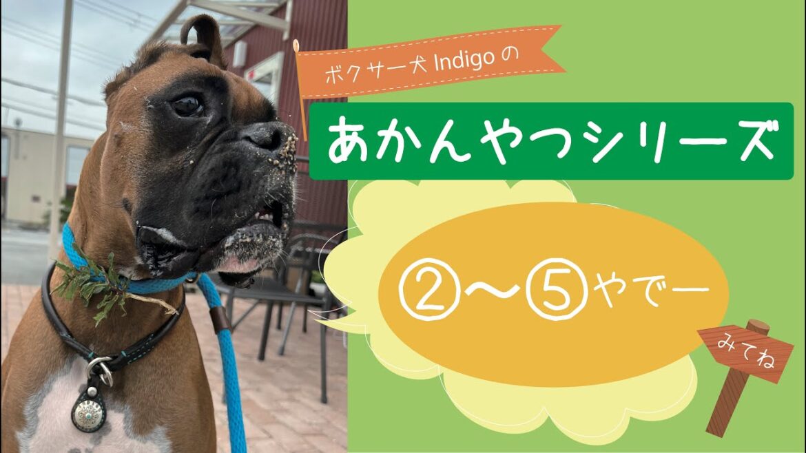 【ボクサー犬 Indigo】あかんやつシリーズ ②〜⑤