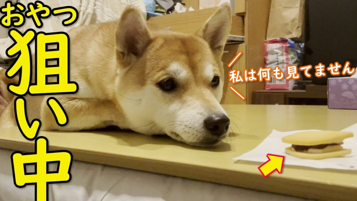 【かわいい】盗み食いのタイミングを見計らう柴犬 【かわいい】盗み食いのタイミングを見計らう柴犬
