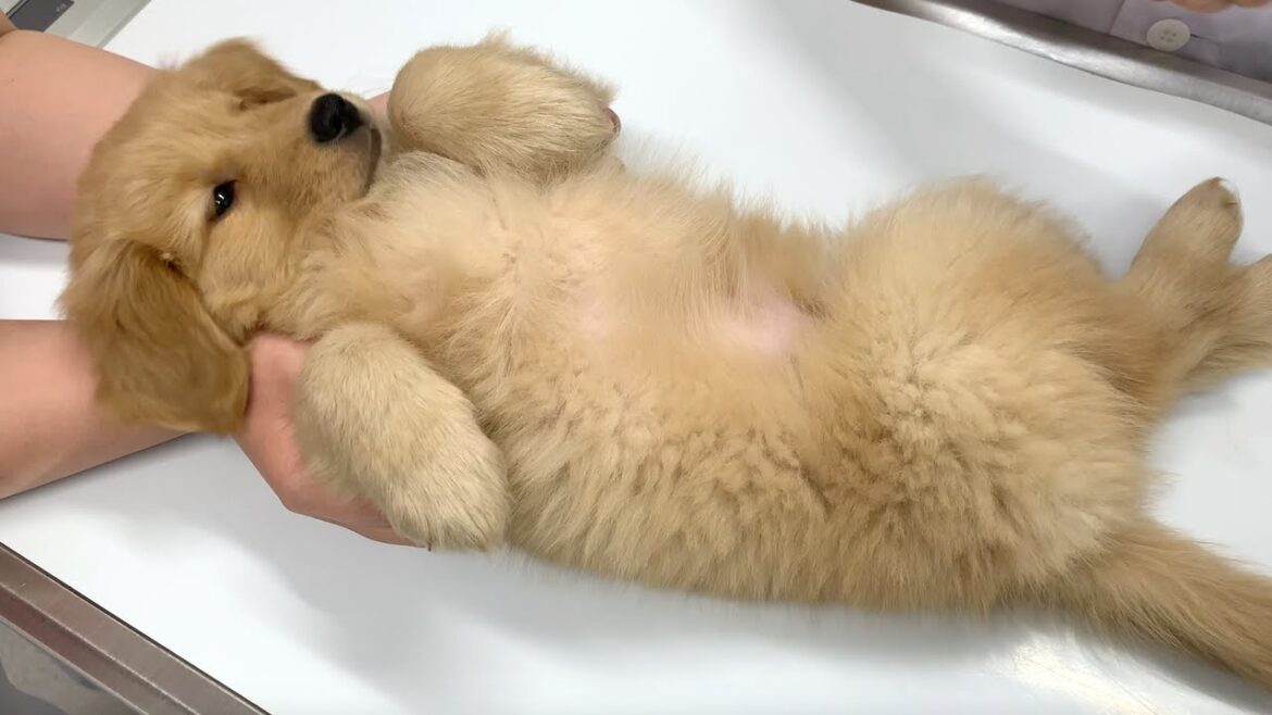 ゴールデンレトリバー子犬の初めての病院
