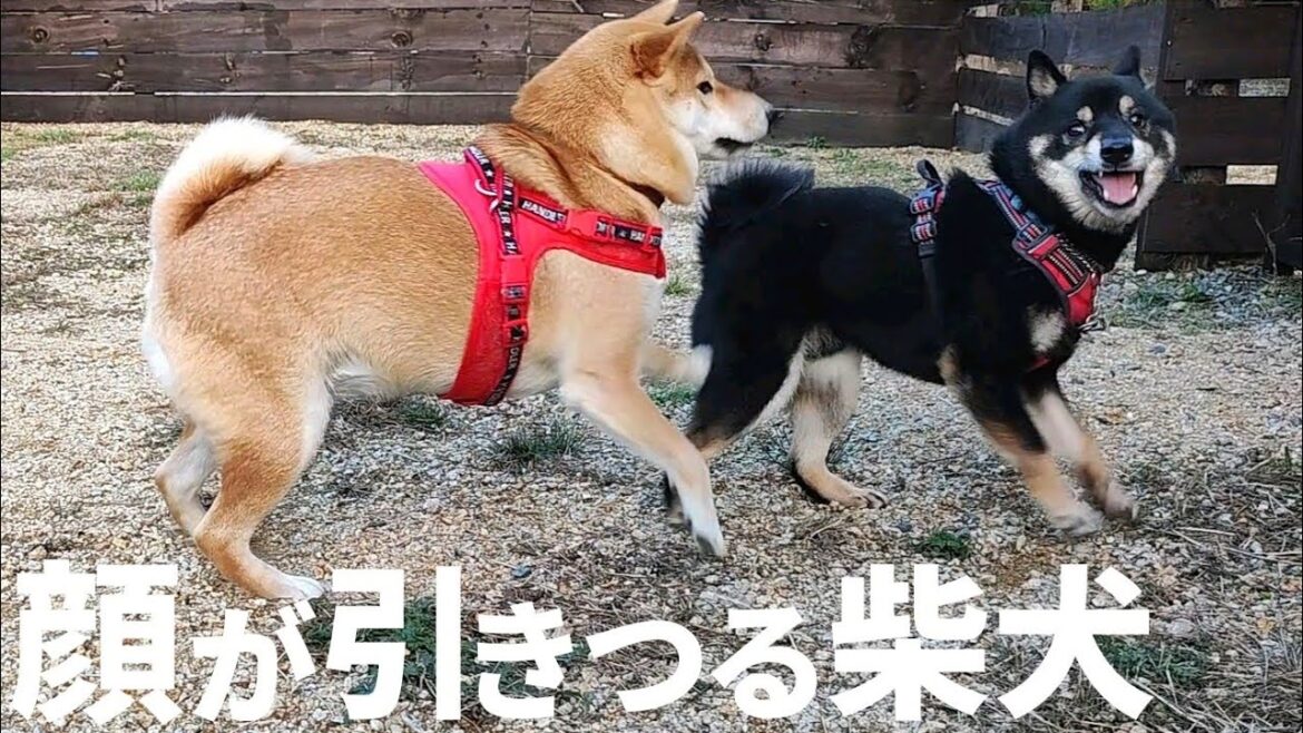 柴犬とドッグランがある所へキャンプに行ったらこうなってしまいました【黒柴犬】【豆柴】【shiba inu】【カモシカEX】 柴犬とドッグランがある所へキャンプに行ったらこうなってしまいました【黒柴犬】【豆柴】【shiba inu】【カモシカEX】