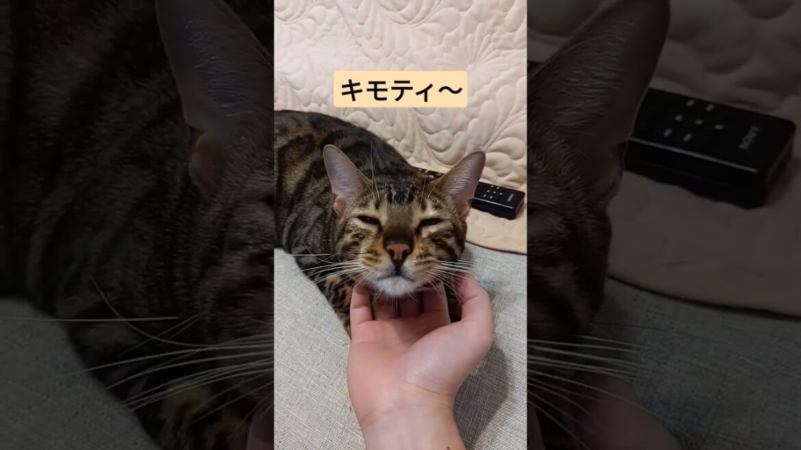 キモティ～キモティ～のベンガル猫