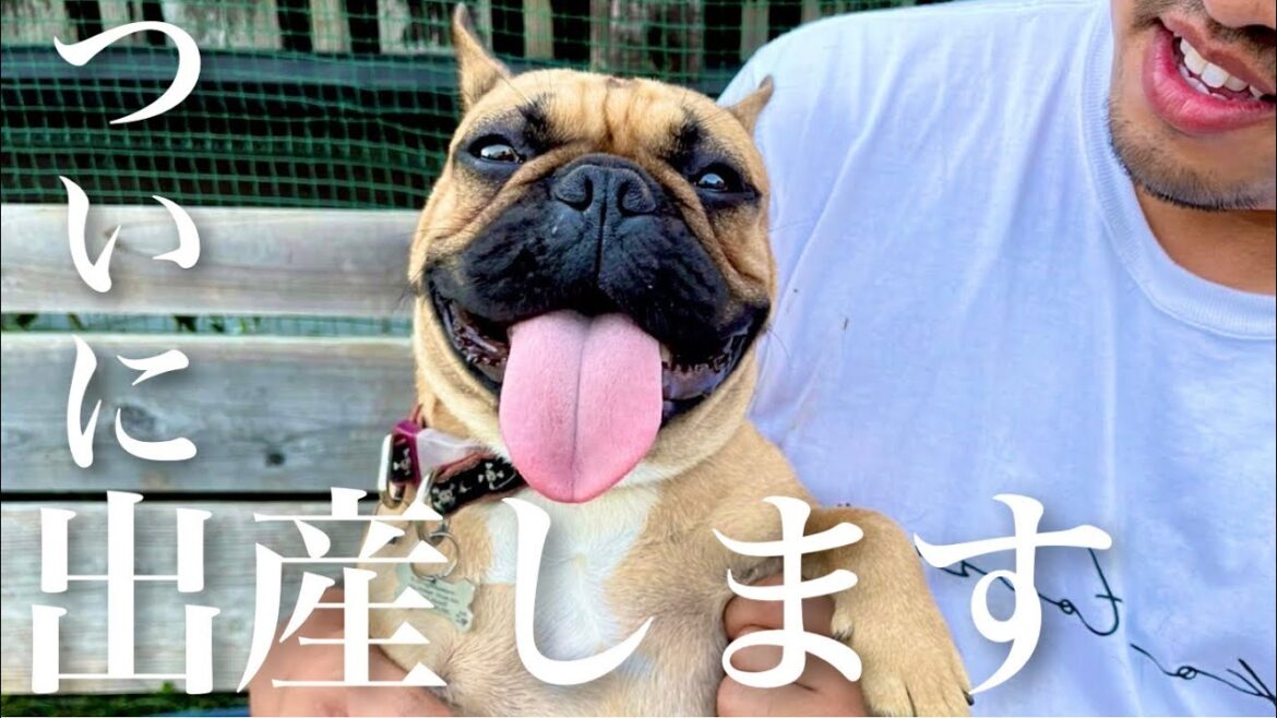 初交配からの初出産に挑むフレンチブルドッグのカートくん