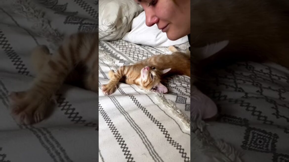 Cute Cats I found on internet part #24  #cat #kitten #cats #trendingshorts #shorts #kitty #funnycat