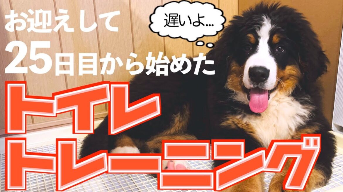 大型犬の子犬にトイレトレーニングをしてみた！　バーニーズマウンテンドッグ