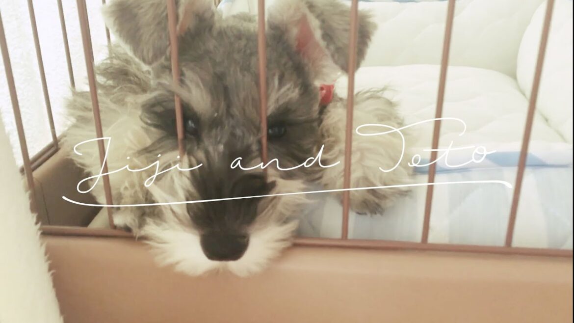 【トト】初めて家族になった日【ミニチュアシュナウザー】 | miniature schnauzer became our family | TOTO |