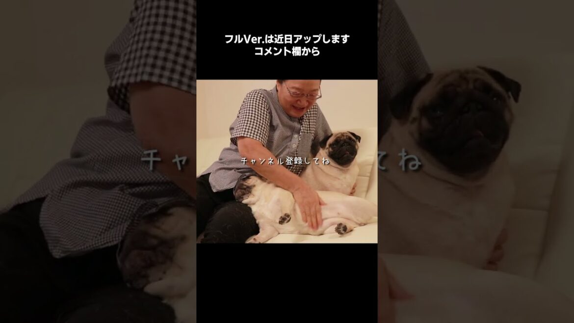 【速報】母との再会で大興奮のパグ親子