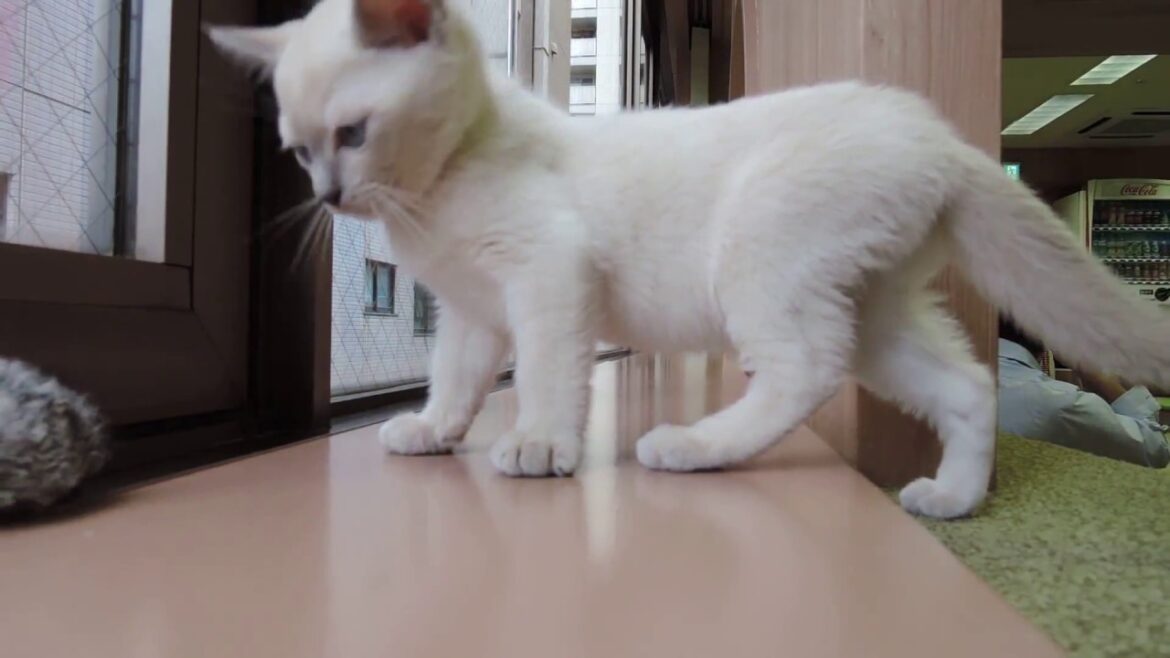 かわいいトンキニーズの子猫　猫カフェ僕と猫。秋葉原店