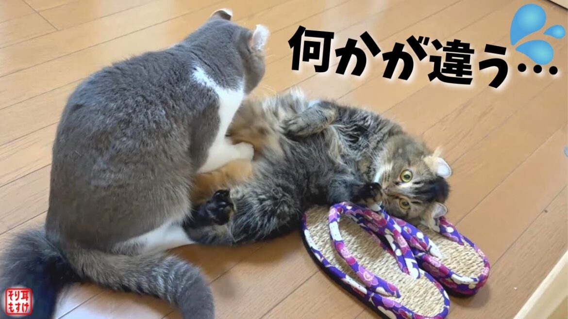 初めての交尾に挑んだ猫たちの交わり方が斬新すぎる… 初めての交尾に挑んだ猫たちの交わり方が斬新すぎる…