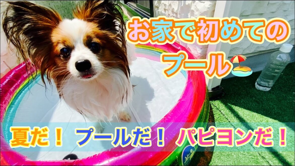 【おうちプール】パピヨンと初めてのプール！！　#papillon 　#パピヨン 　#プール