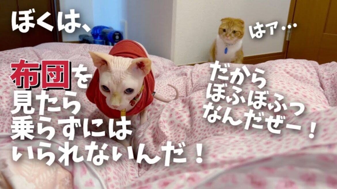 【スフィンクス猫】ぼくは布団があったら乗らずにいられないんだ...君だって、そうだろう！？
