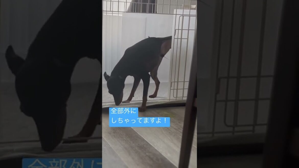 トイレでオシッコ　#miniaturepinscher  #ミニチュアピンシャー  #トイレ