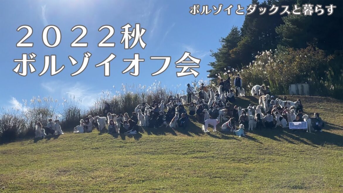 【2022秋ボルゾイオフ会】全部で65頭!?ボルゾイまみれになりました! 【2022秋ボルゾイオフ会】全部で65頭!?ボルゾイまみれになりました!