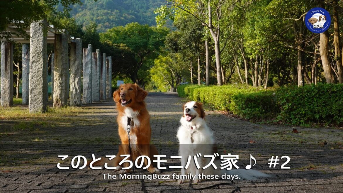 【日常】このところのモニバズ家 Vol2♪コーイケルホンディエのテラとノヴァスコシアダックトーリングレトリバーのピコとの暮らし