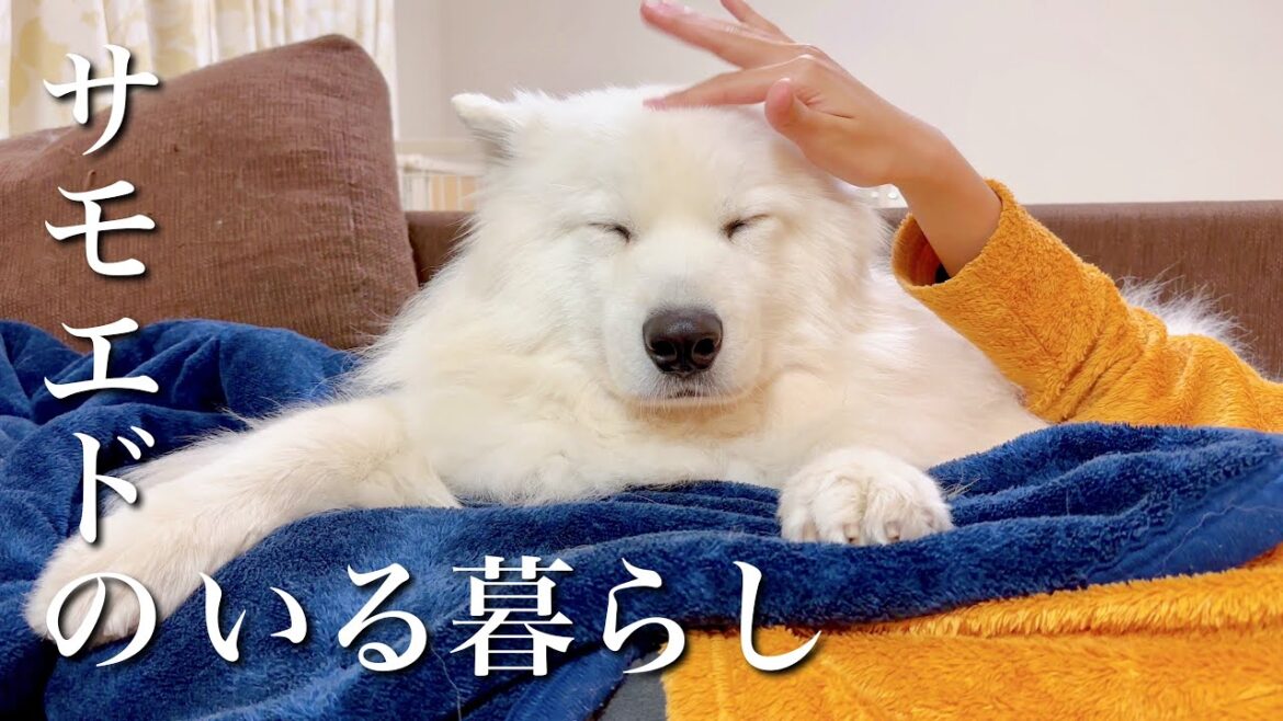 世界中の犬好きの憧れがこれです/サモエド samoyed 世界中の犬好きの憧れがこれです/サモエド samoyed