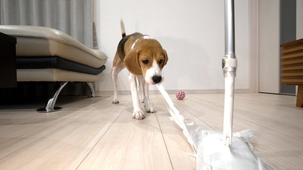 モップ掃除の邪魔ばかりする犬に○○したらやめました