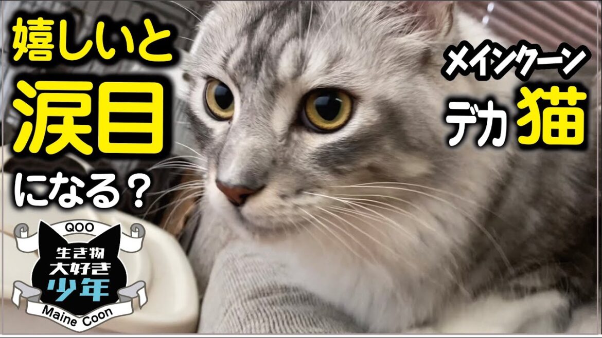 【メインクーン】大型猫も嬉しいとウルウルの涙目になる？