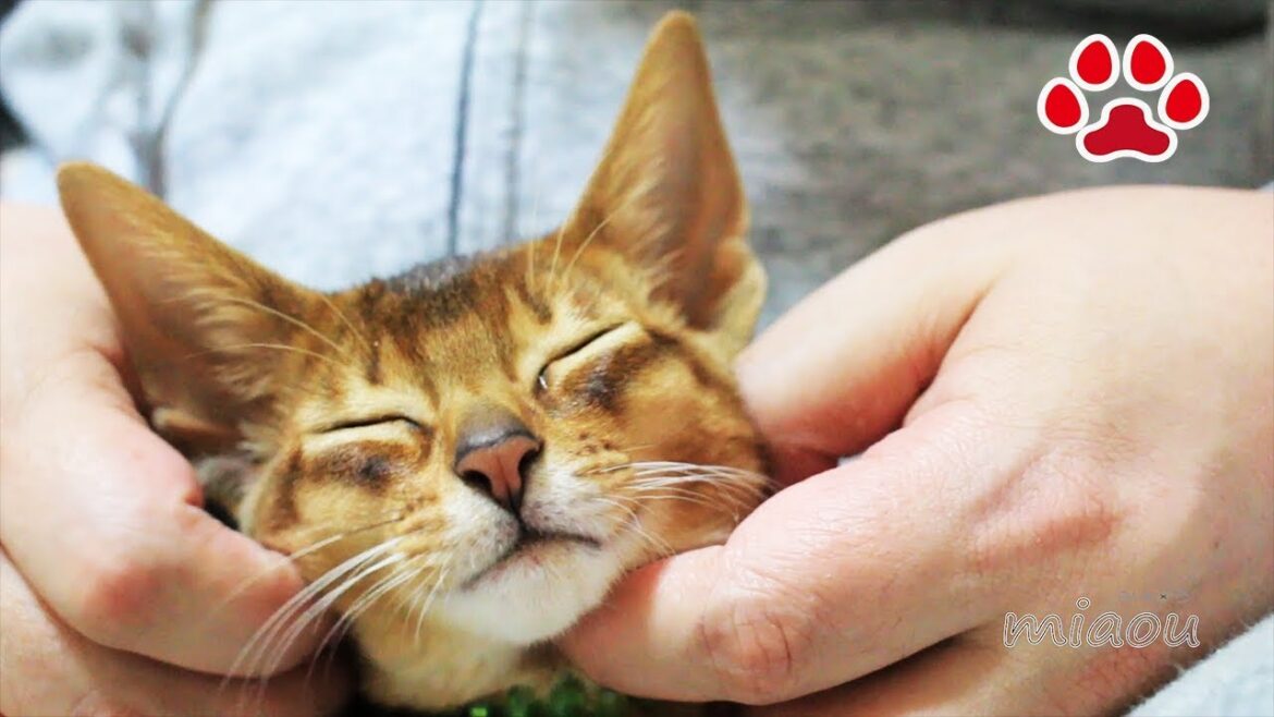 僕がめるだよ　アビシニアン ルディ【瀬戸のめる日記】I am Abyssinian Ruddy Cat, Mer.