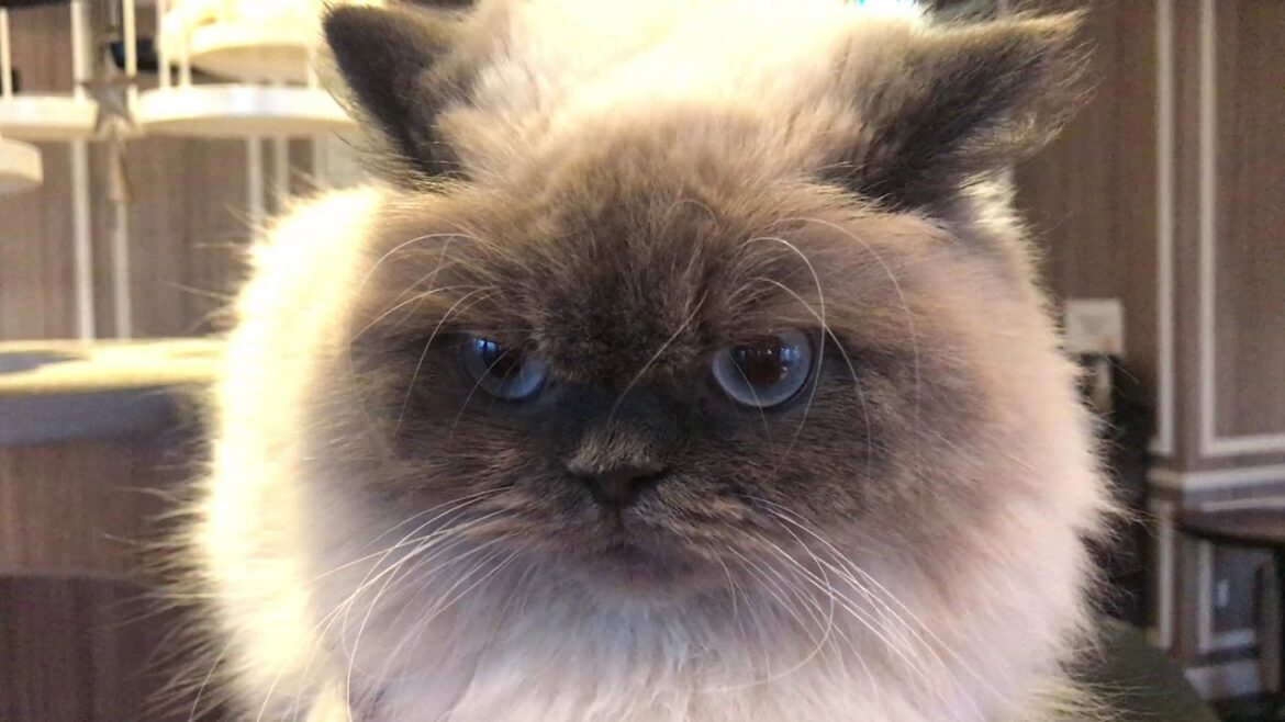 【癒し猫】ブルーアイのイケメン！ヒマラヤン猫。ブルーの目がカッコよすぎ♪