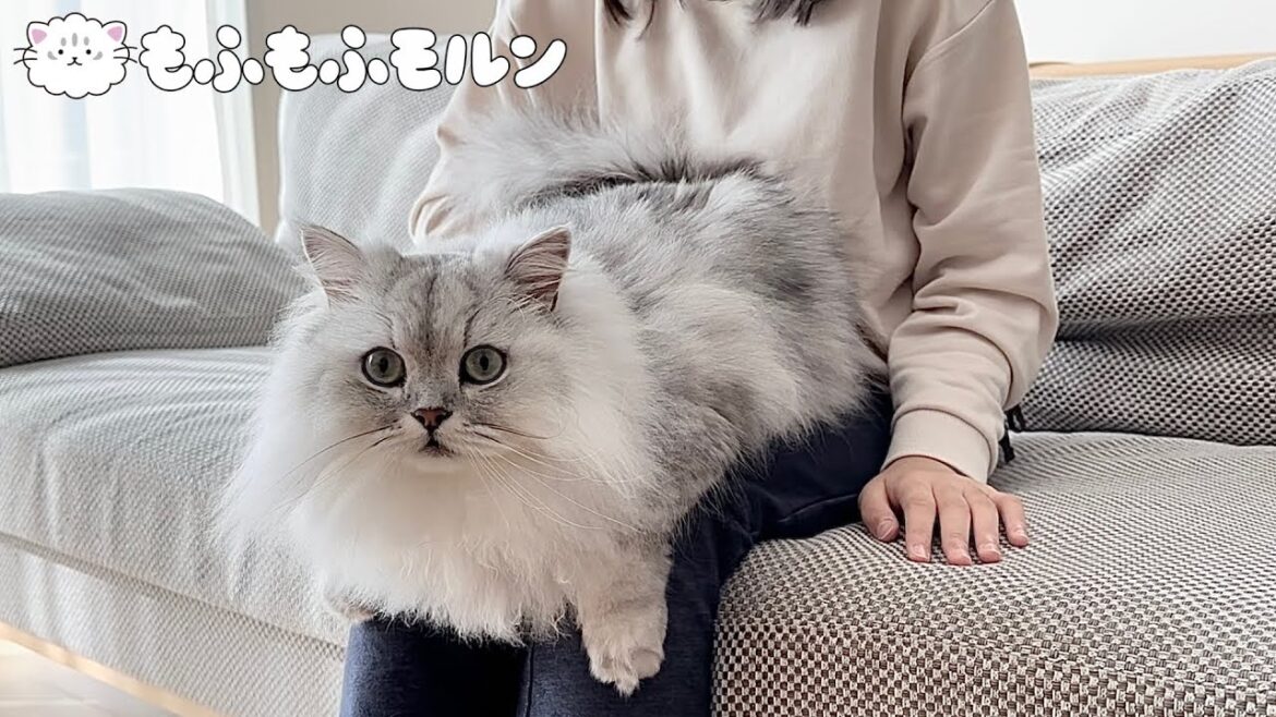 膝猫チャレンジでついにこの時がきました 【サイベリアン】