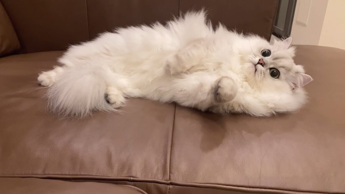 新しいソファが届いたら猫が飼い主より先に堪能してました