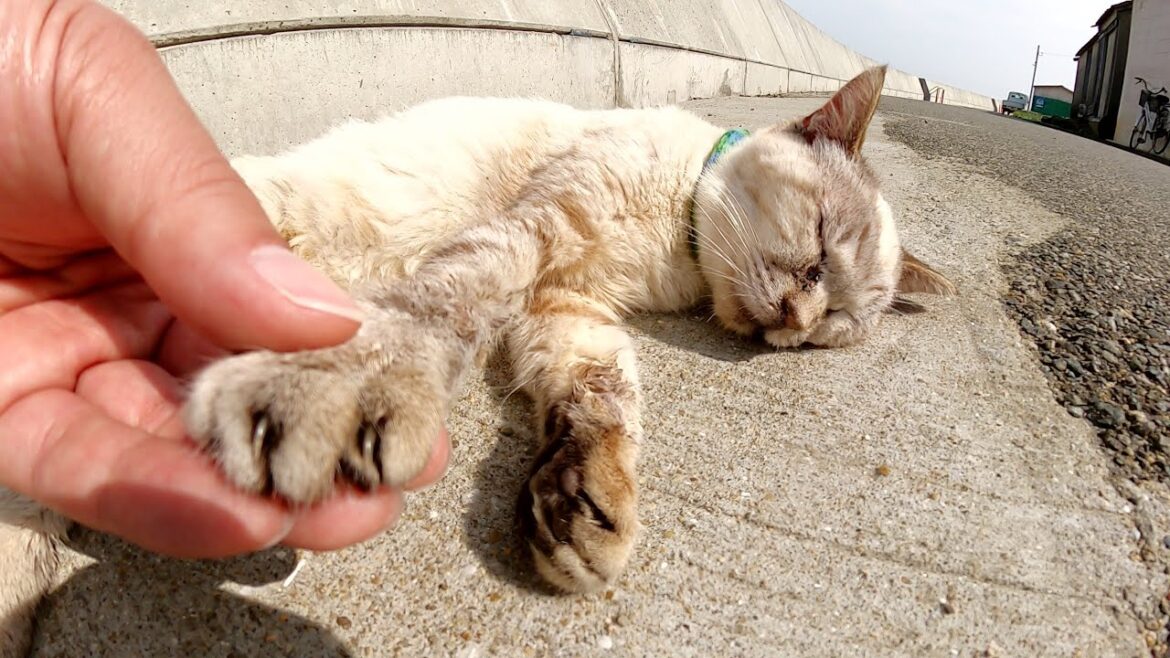生きてる？道端で爆睡するシャム猫に何をしても起きないwww